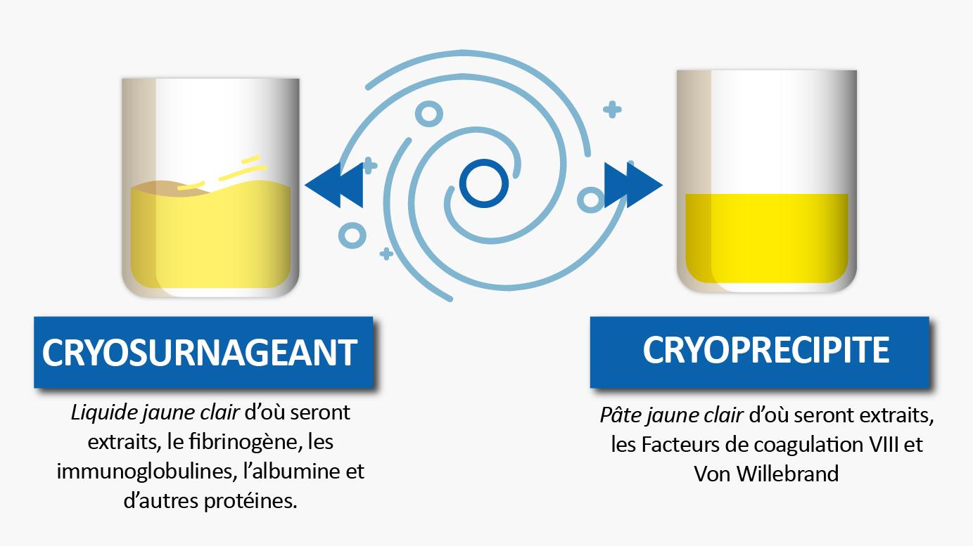 Schéma illustrant la séparation du plasma en deux composants par un procédé de cryoprécipitation.