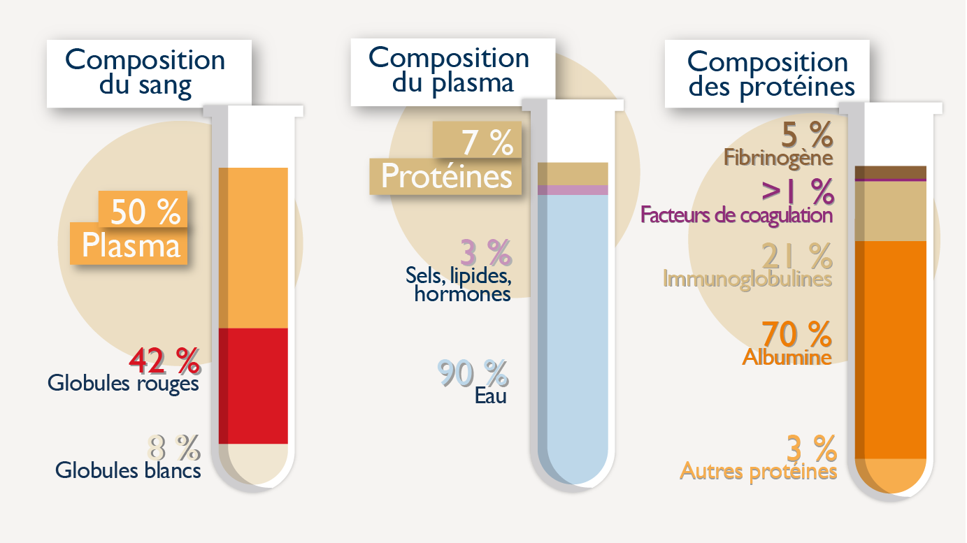 Infographie en trois éprouvettes illustrant la composition du sang, du plasma et des protéines plasmatiques.