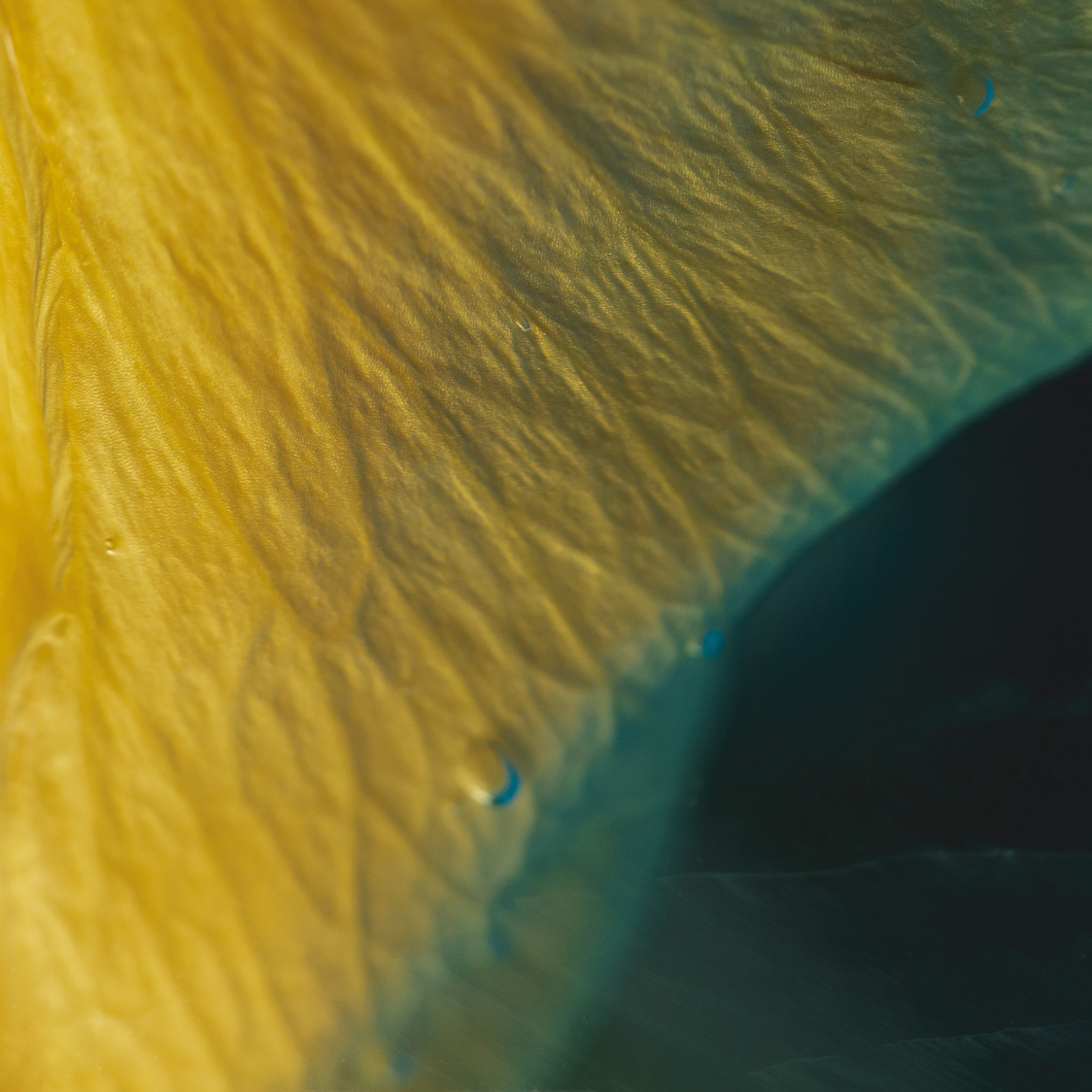 Gros plan texturé sur une surface plissée jaune doré, avec des reflets bleutés.