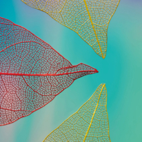 Gros plan sur des squelettes de feuilles translucides, aux nervures rouges et jaunes, sur un fond bleu-vert dégradé.