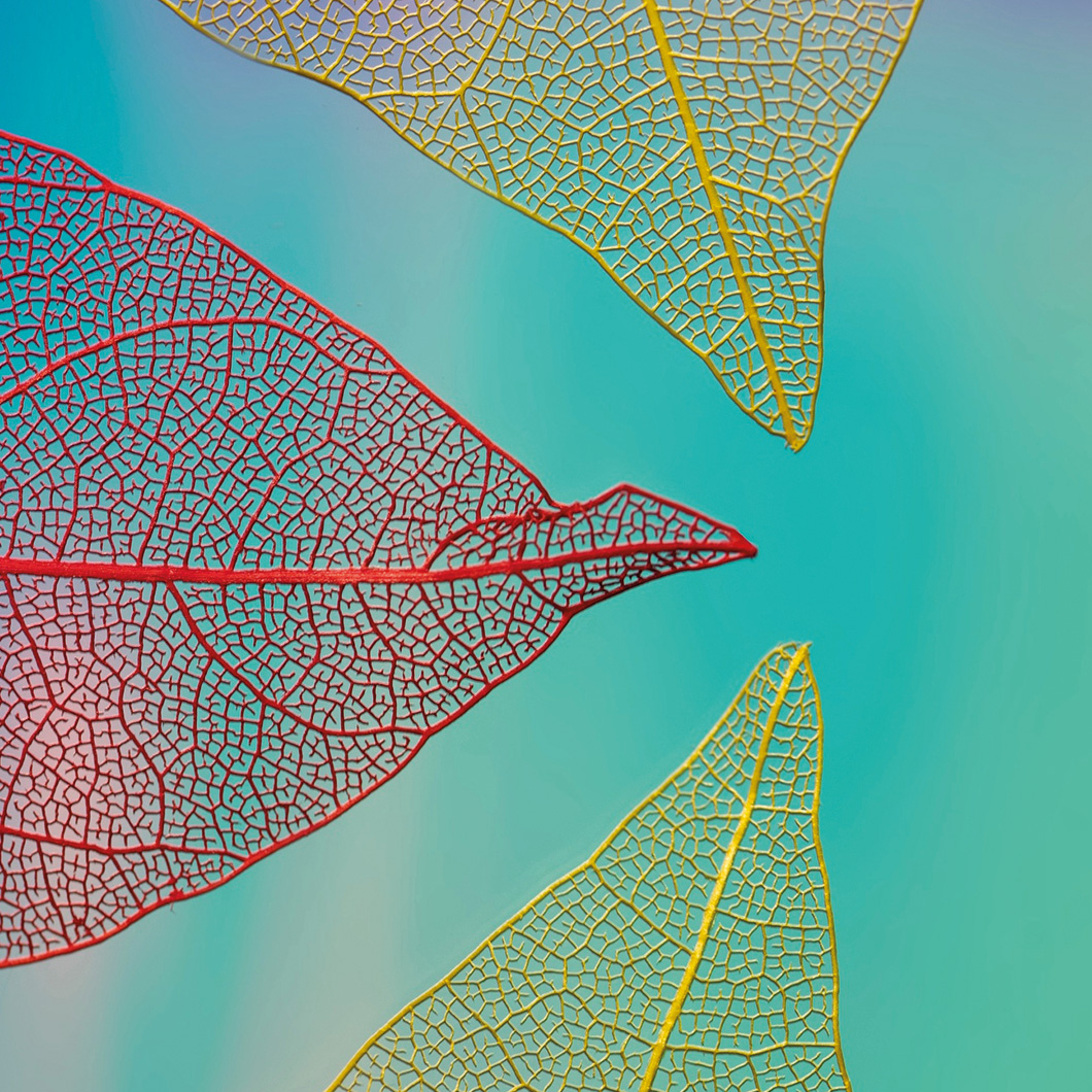 Gros plan sur des squelettes de feuilles translucides, aux nervures rouges et jaunes, sur un fond bleu-vert dégradé.