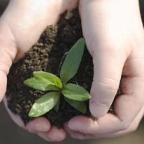 Photographie en gros plan de deux mains en coupe tenant de la terre dans laquelle pousse une jeune plante aux feuilles vertes.