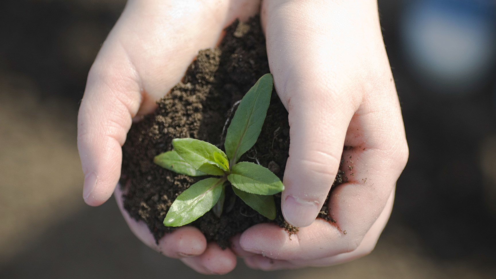 Photographie en gros plan de deux mains en coupe tenant de la terre dans laquelle pousse une jeune plante aux feuilles vertes.