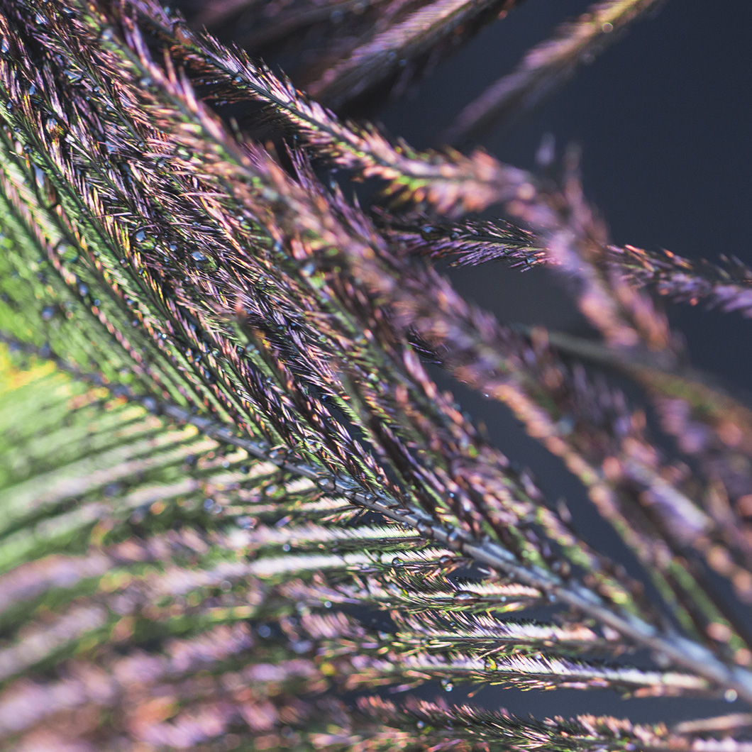 Gros plan sur des plumes irisées aux reflets violets et verts, se détachant sur un fond sombre.
