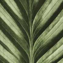 Gros plan sur les nervures d'une feuille verte, texture veloutée.