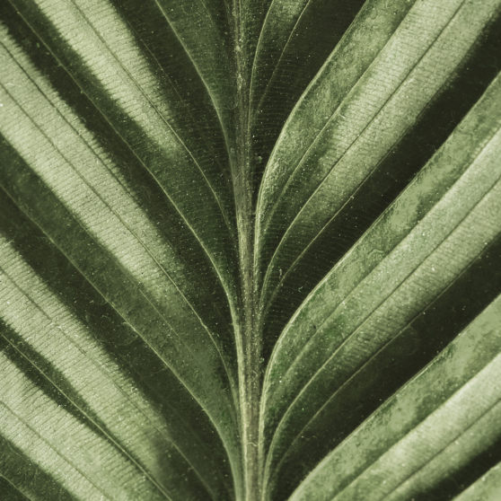 Gros plan sur les nervures d'une feuille verte, texture veloutée.