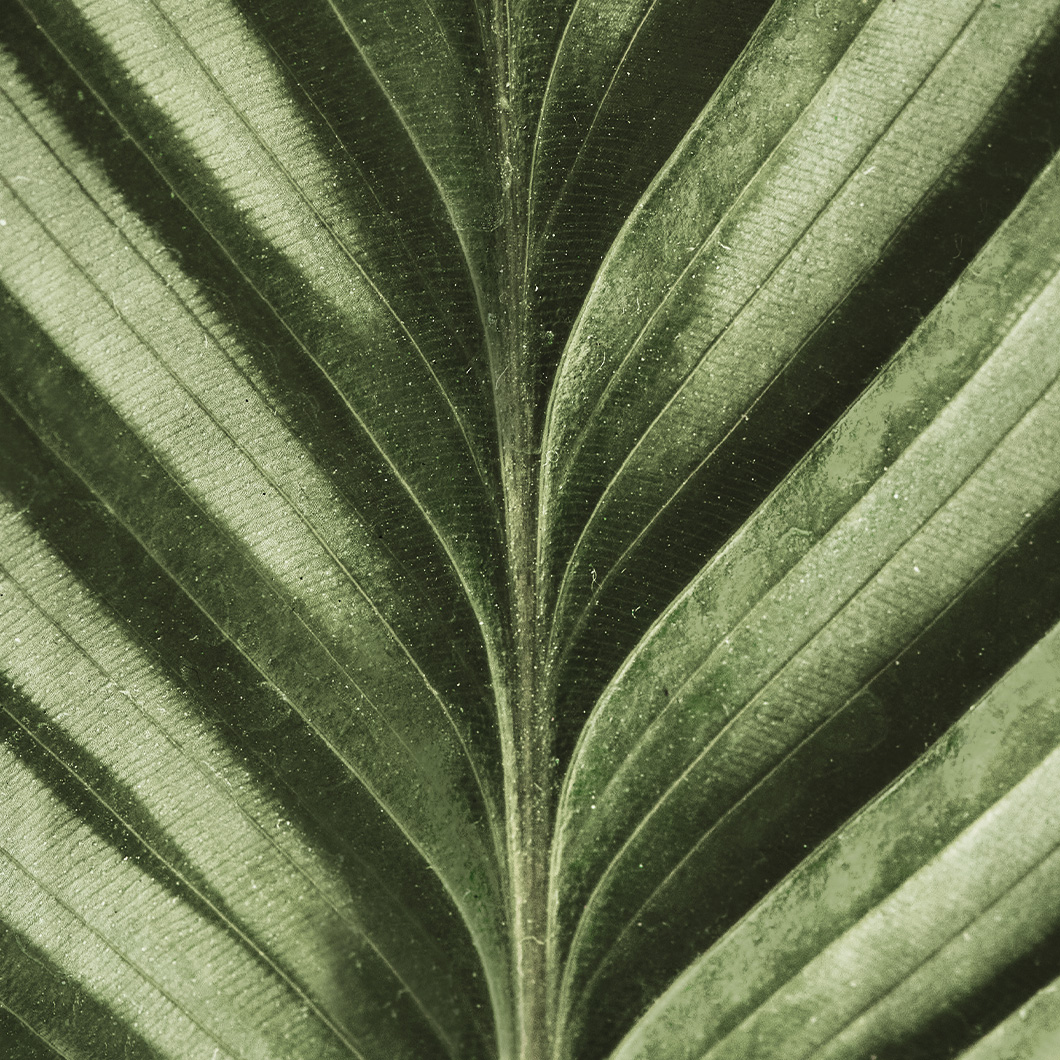 Gros plan sur les nervures d'une feuille verte, texture veloutée.
