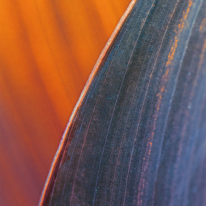 Gros plan sur le bord d'une feuille aux nervures fines, sur un fond dégradé orange et bleu.