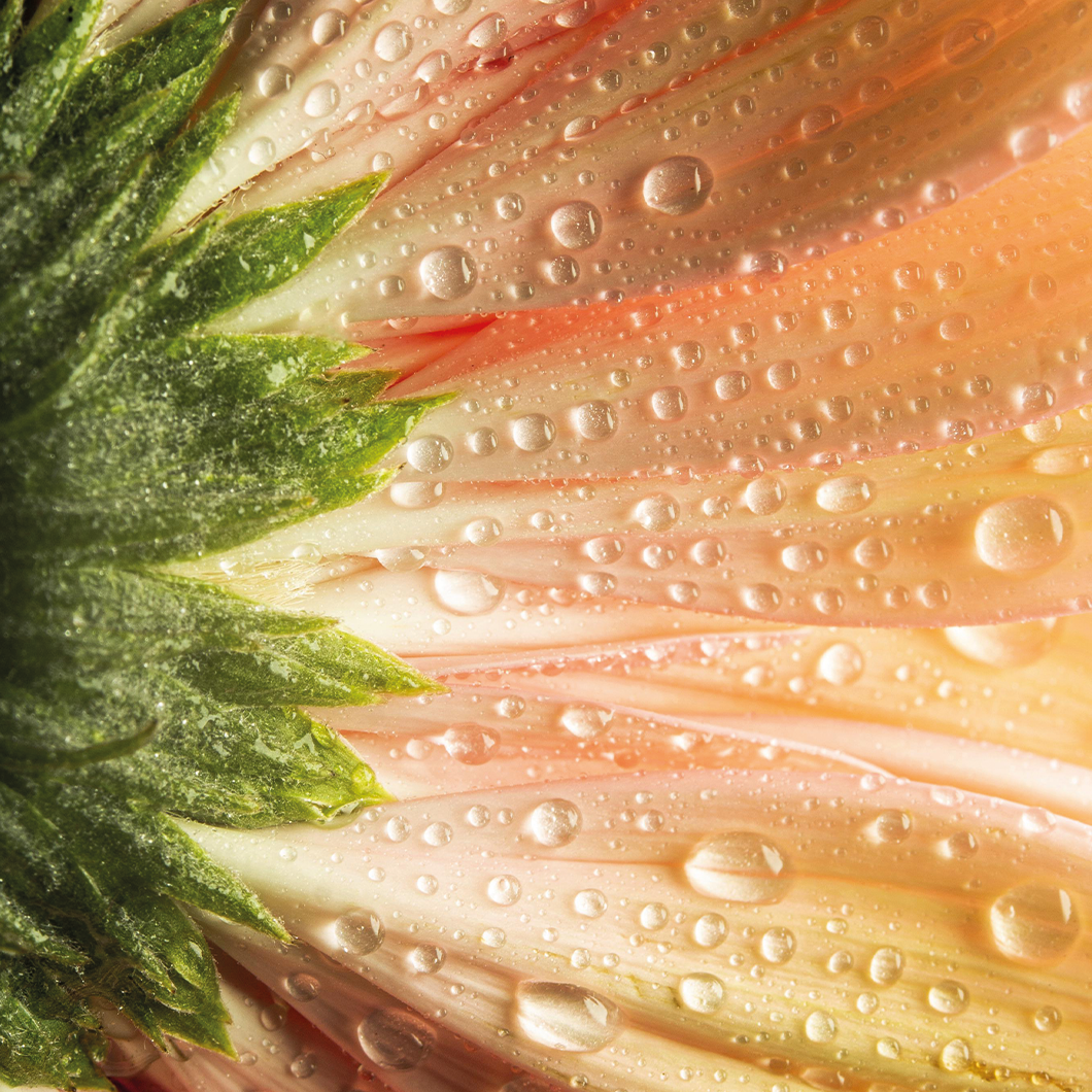 Stratrse Header (1)