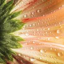 Gros plan macro d'une fleur de gerbera aux pétales orangés et roses, couverts de gouttes d'eau, avec son cœur végétal vert visible sur le côté gauche.